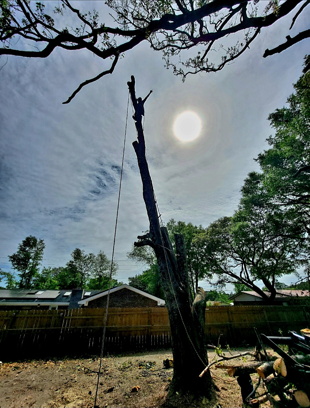 Large oak removal project in Northwest Florida